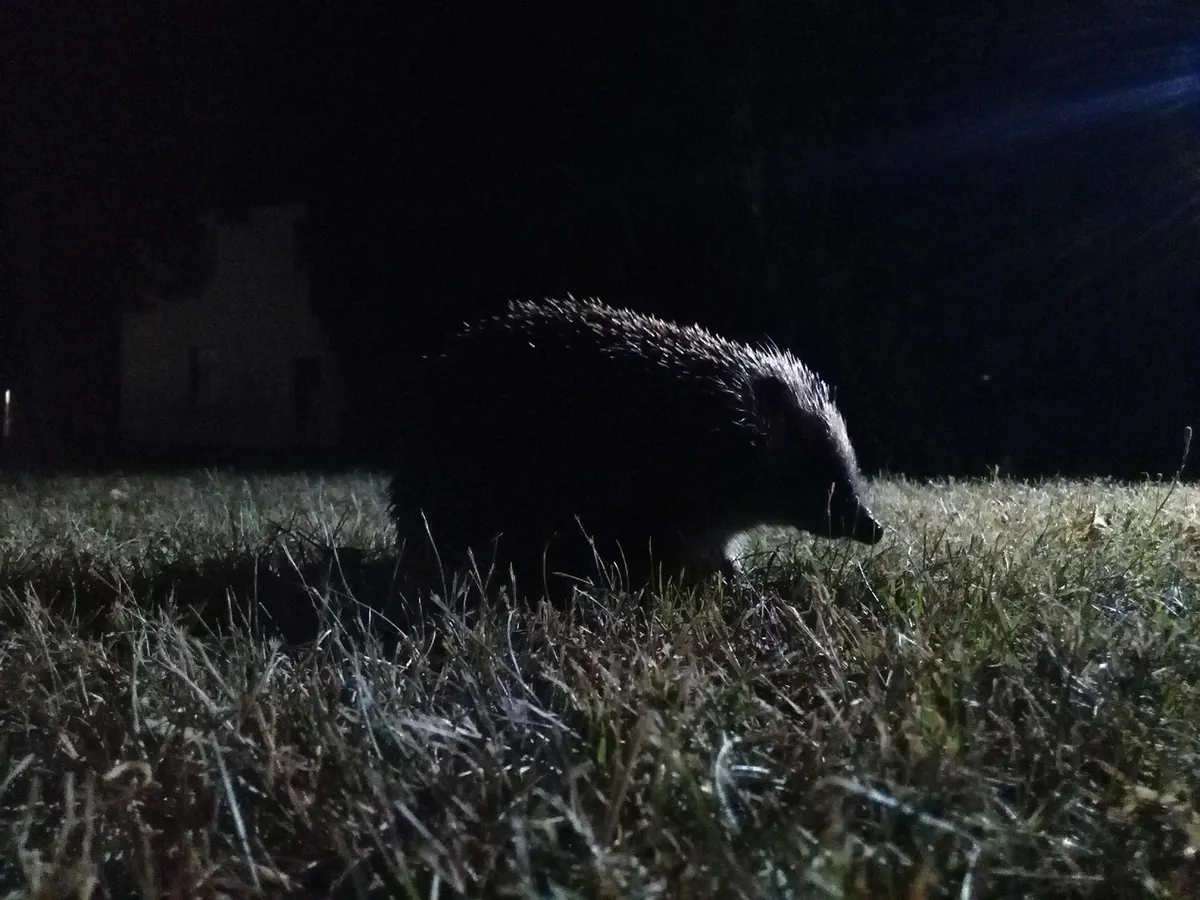 Hedgehog or Badger? How to Identify Night-Time Garden Visitors in the UK